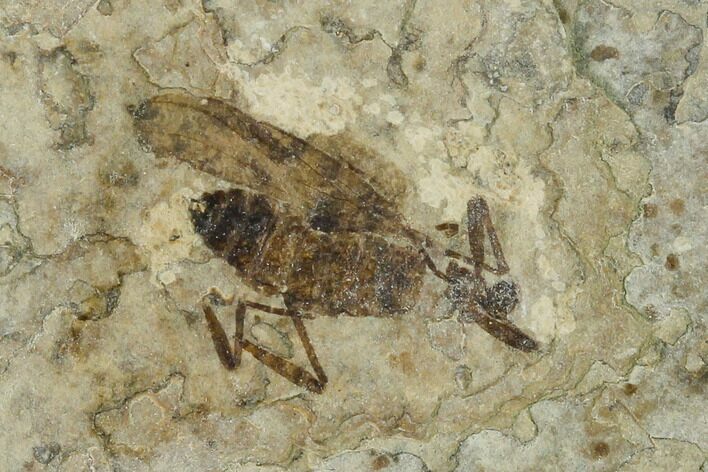 Fossil March Fly (Plecia) - Green River Formation #138498